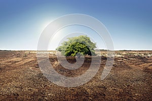 Tree on dry land effect of changing environment