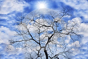 Tree dry in nature