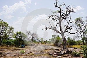 Tree in a dry riverbad in dry season in northern Togo