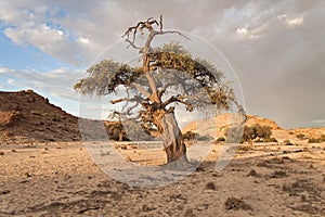 Tree in a dry riverbed, Namibia