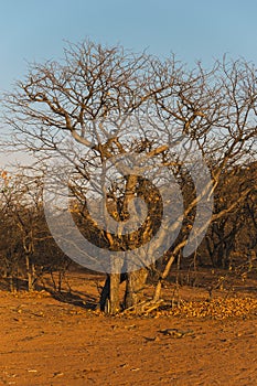 Tree by dry season
