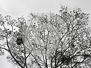 Tree in the dry season, Guanacaste, Costa Rica