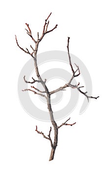 tree dry stick isolated on white