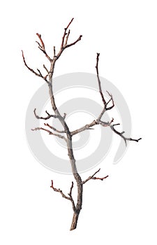 tree dry stick isolated on white photo