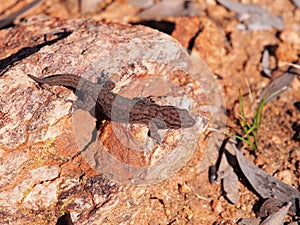 Tree Dtella Gecko Gehyra variegata in the morning sun in the outback