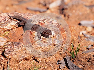 Tree Dtella Gecko Gehyra variegata in the morning sun on a rock