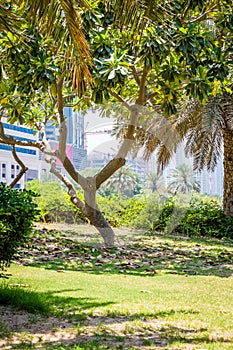 Tree in Dubai