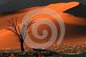 Tree and dune