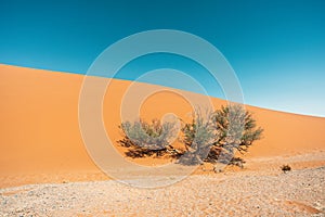 tree on dune