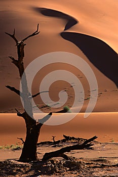 Tree and dune, Sossusvlei, Namibia