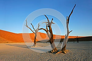 Tree and dune, Sossusvlei, Namibia