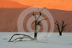 Tree and dune, Sossusvlei, Namibia