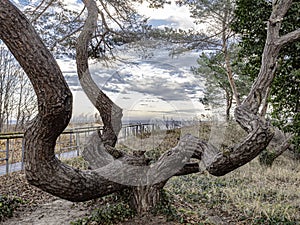 Tree on the dune on Usedom