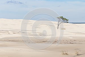Tree on the dunes at Lagoa do Peixe National Park photo