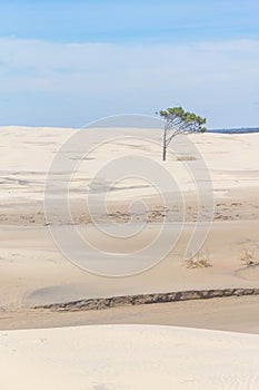 Tree on the dunes at Lagoa do Peixe National Park photo