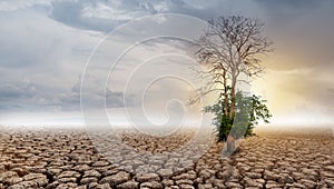 Tree is dying on cracked soil in arid areas of landscape