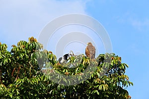 Tree with eagle and against sky