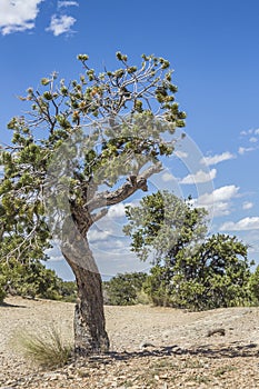tree at eagle canyon, Utah