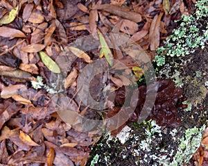 Tree-Ear Jelly Fungus Mushroom