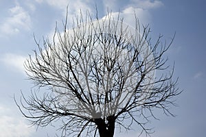 A tree in early spring in February.
