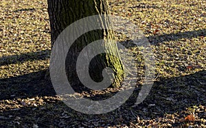 Tree in early spring park.