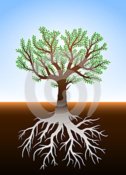 Tree in earth and its roots