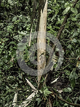 Tree eat by gorilla in old growth forest in Nord Kivu, DRC photo