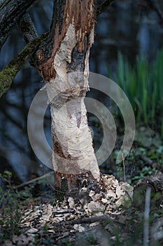 Tree eaten by beaver.