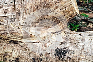 A tree eaten by vermin and termites.