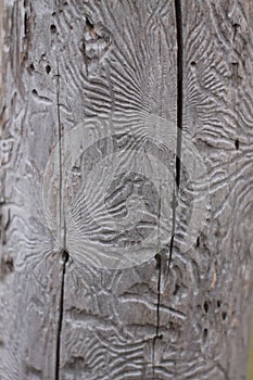 A tree eaten by a woodworm beetle