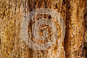 Tree eaten by woodworm