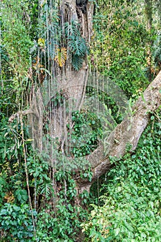 Tree in eco-archaeological park Los Naranjos, Hondur photo