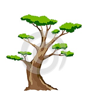 Tree. Eco concept of nature plant. Vector flat green acacia tree icon isolated on white background. Garden botanical