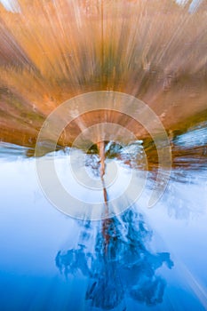 Tree on edge of blue lake reflected upsidedown in water with aquatic plants in zoom blur effect