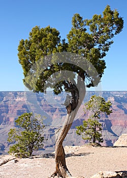 Tree on the edge of the Grand Canyon in Arizona