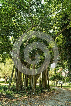 Tree in Edison and Ford Winter Estates Park in Fort Myers, Florida.