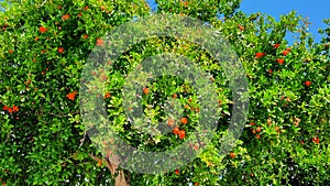 Tree in Efes, Turkey