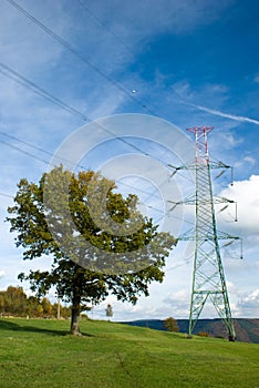 Tree and electric line