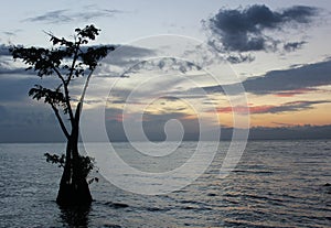Tree emerging from the lake during sunset