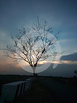 Tree of emptiness photo