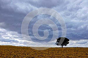 Tree in an empty field photo