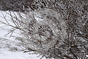 Tree encased with ice after freezing rain