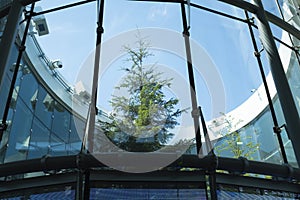 A tree in the enclosed outdoor space at the Vancover Airport International gates area