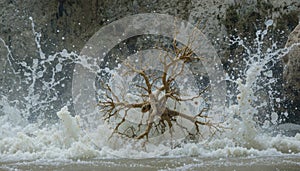 Tree Enduring Crashing Ocean Waves