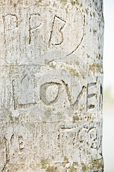 The tree is engraved the word love