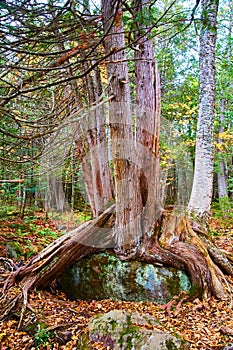 Tree Engulfing Boulder in Autumn Forest - Eye-Level View