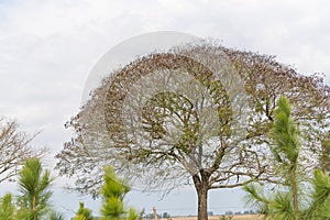 Tree Enterolibium and rural landscape 02