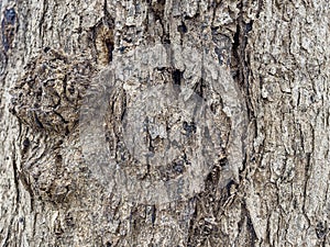 Tree epidermis