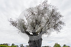 The tree of eternity: The olive, known by the botanical name Olea europaea