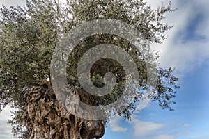 The tree of eternity: The olive, known by the botanical name Olea europaea